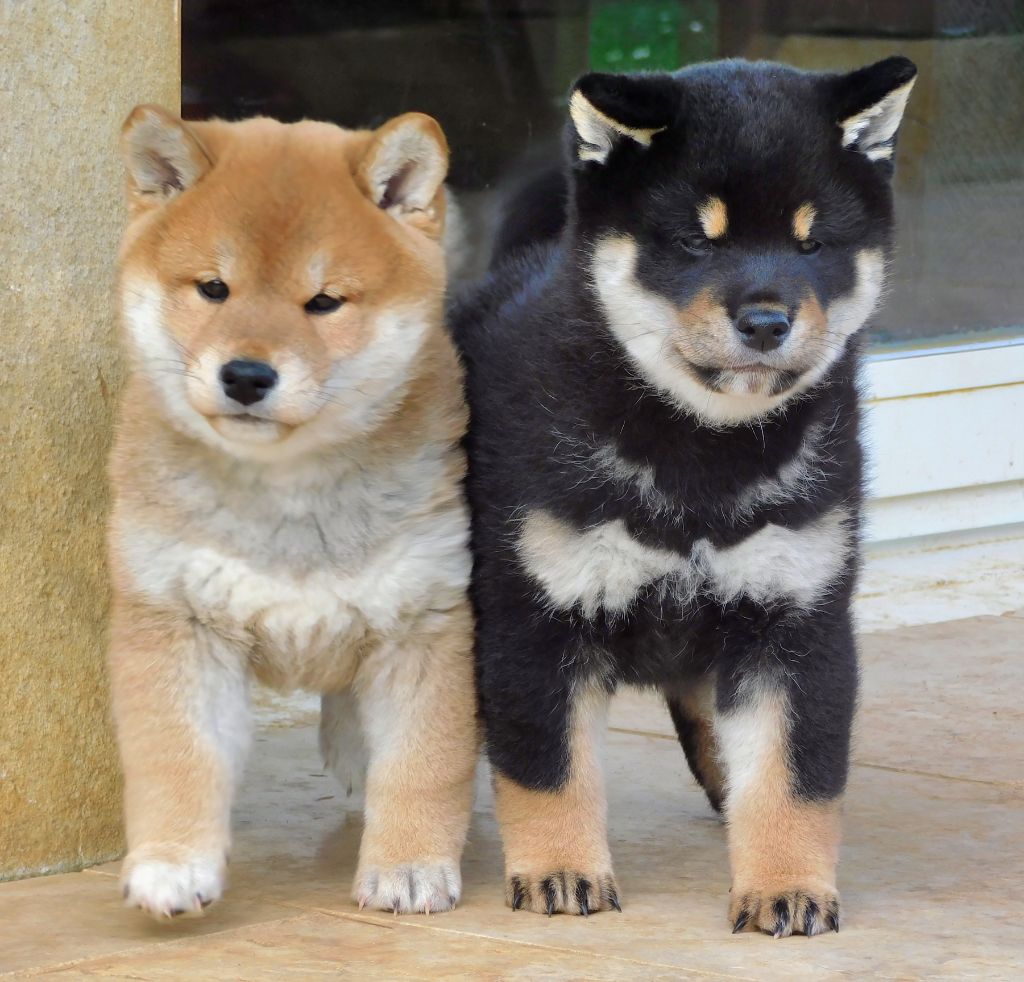 chiot Shiba Ryu no Kensha