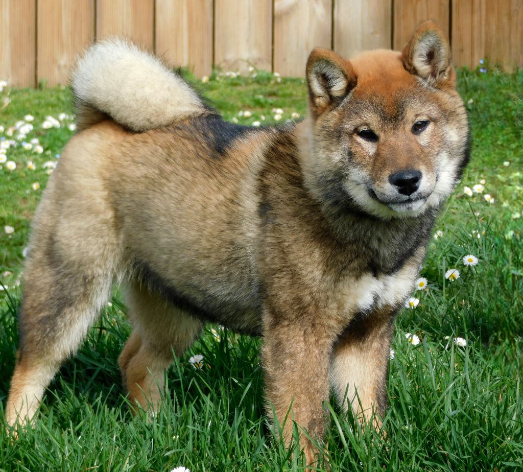 chiot Shiba Ryu no Kensha